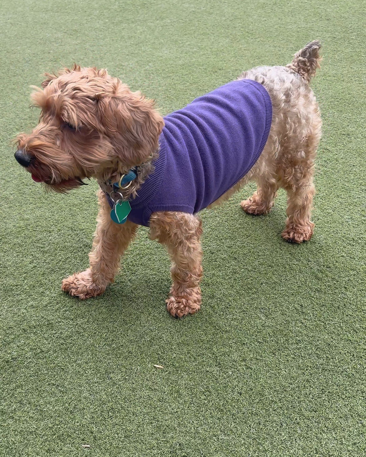 A dog in a purple sweater standing on green turf
