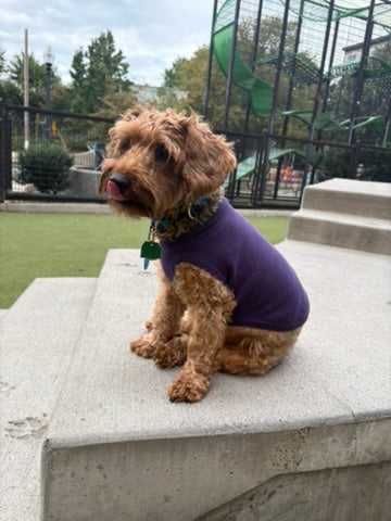 Public Pups Preppy Dog Sweater in Clubhouse Purple, stylish knitwear for small dogs, featuring a cozy, preppy design.
