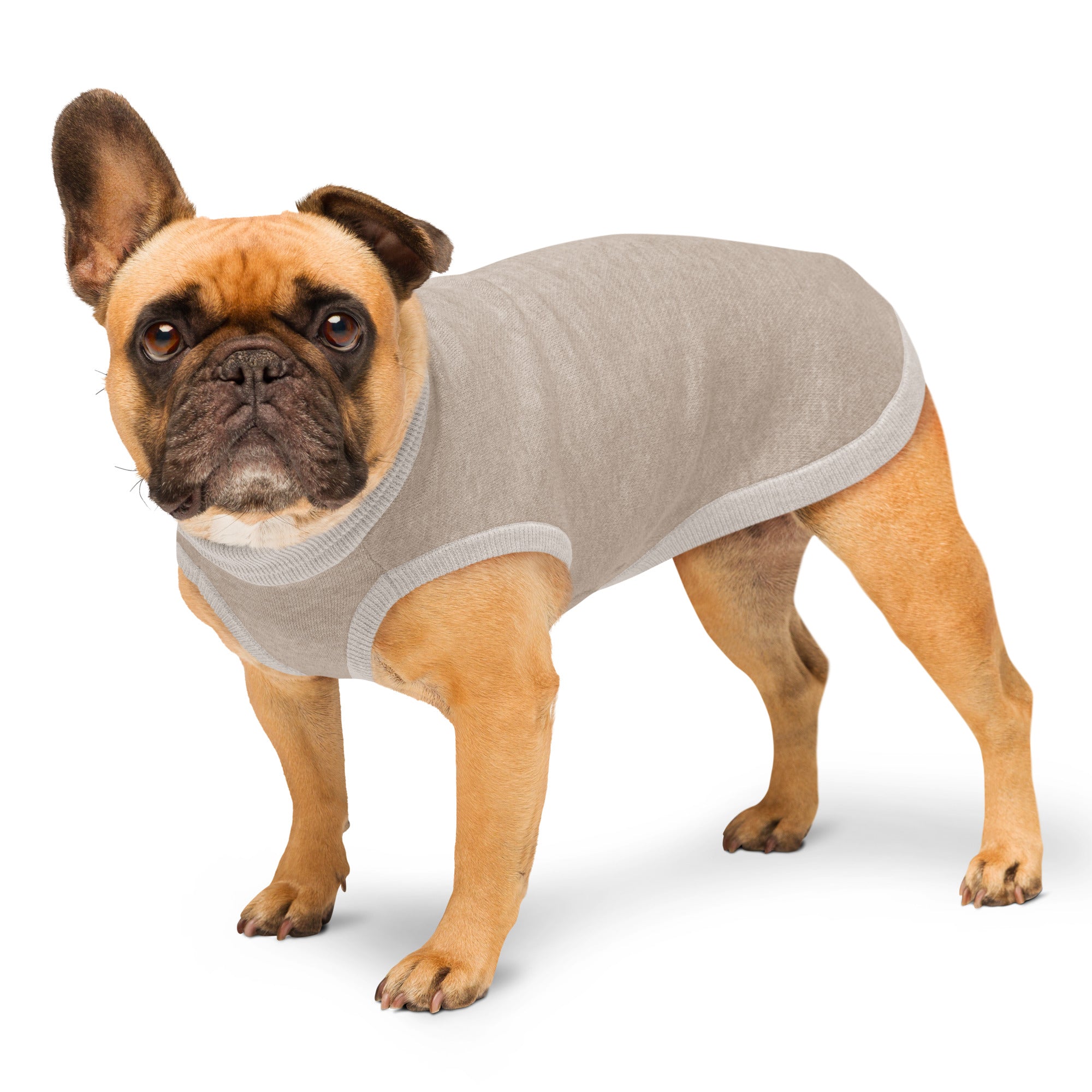 Side profile view of French Bulldog wearing the Public Pups Classic Knitted Dog Sweater in Coco & Cream