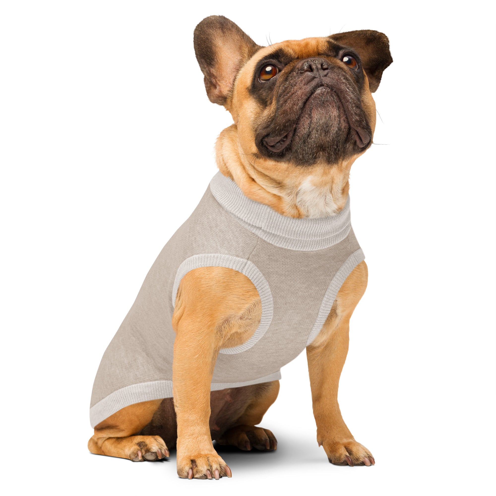 Front angle view of French Bulldog wearing Coco & Cream knitted pet sweater