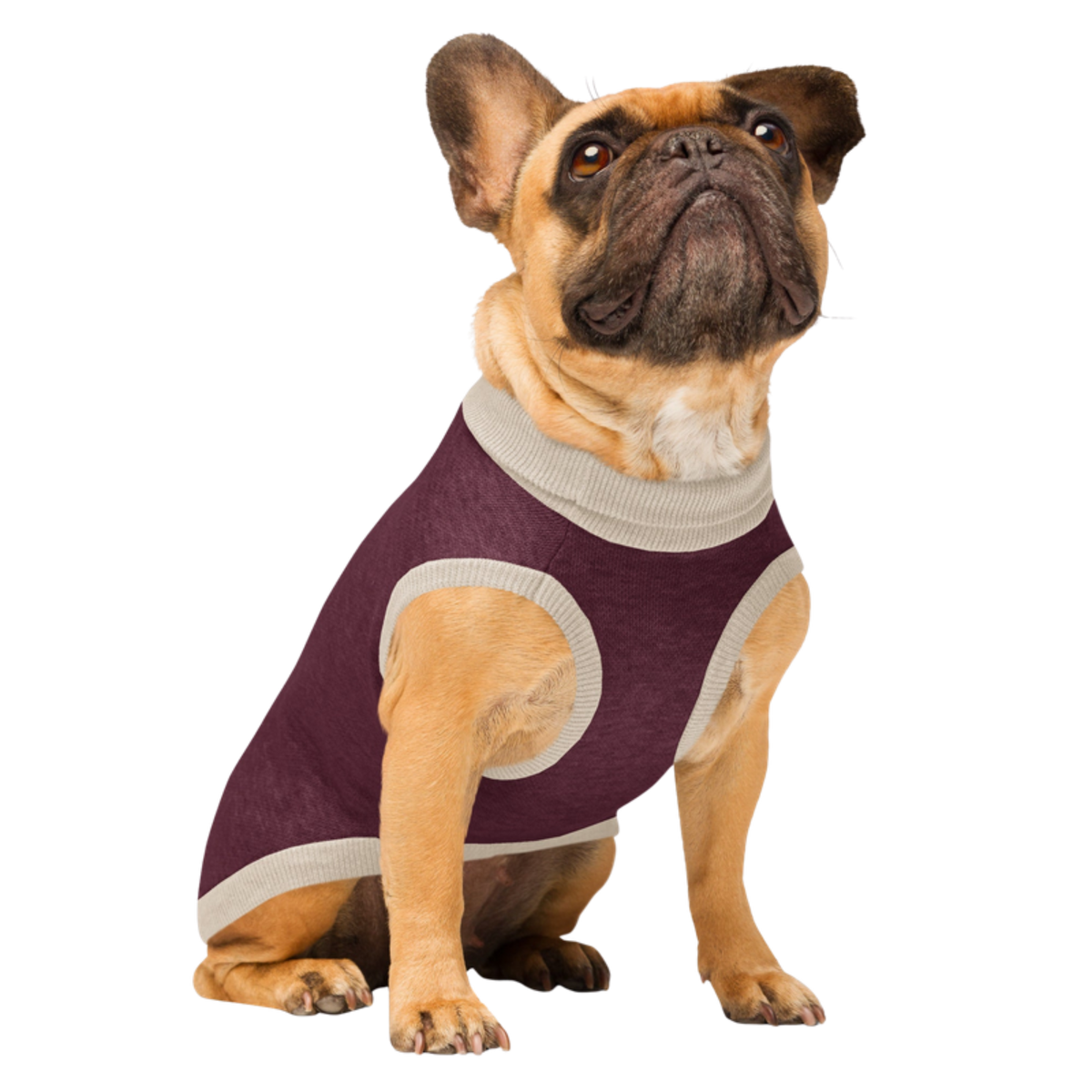 Public Pups Preppy Dog Sweater in Burgundy & Biscuit, three-quarter front view