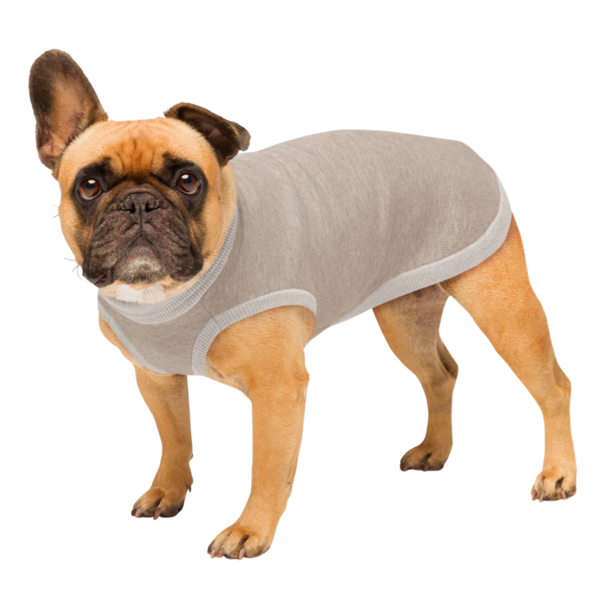 Side profile of a French Bulldog wearing the Public Pups Preppy Dog Sweater in Sand & Ivory