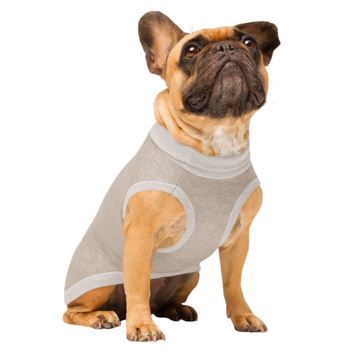 Front angle view of a French Bulldog wearing the Sand & Ivory dog sweater