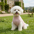 Public Pups Classic Knitted Dog Sweater - Pink on Dog