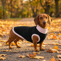Knitted pet sweater on Dachshund in autumn park lifestyle scene